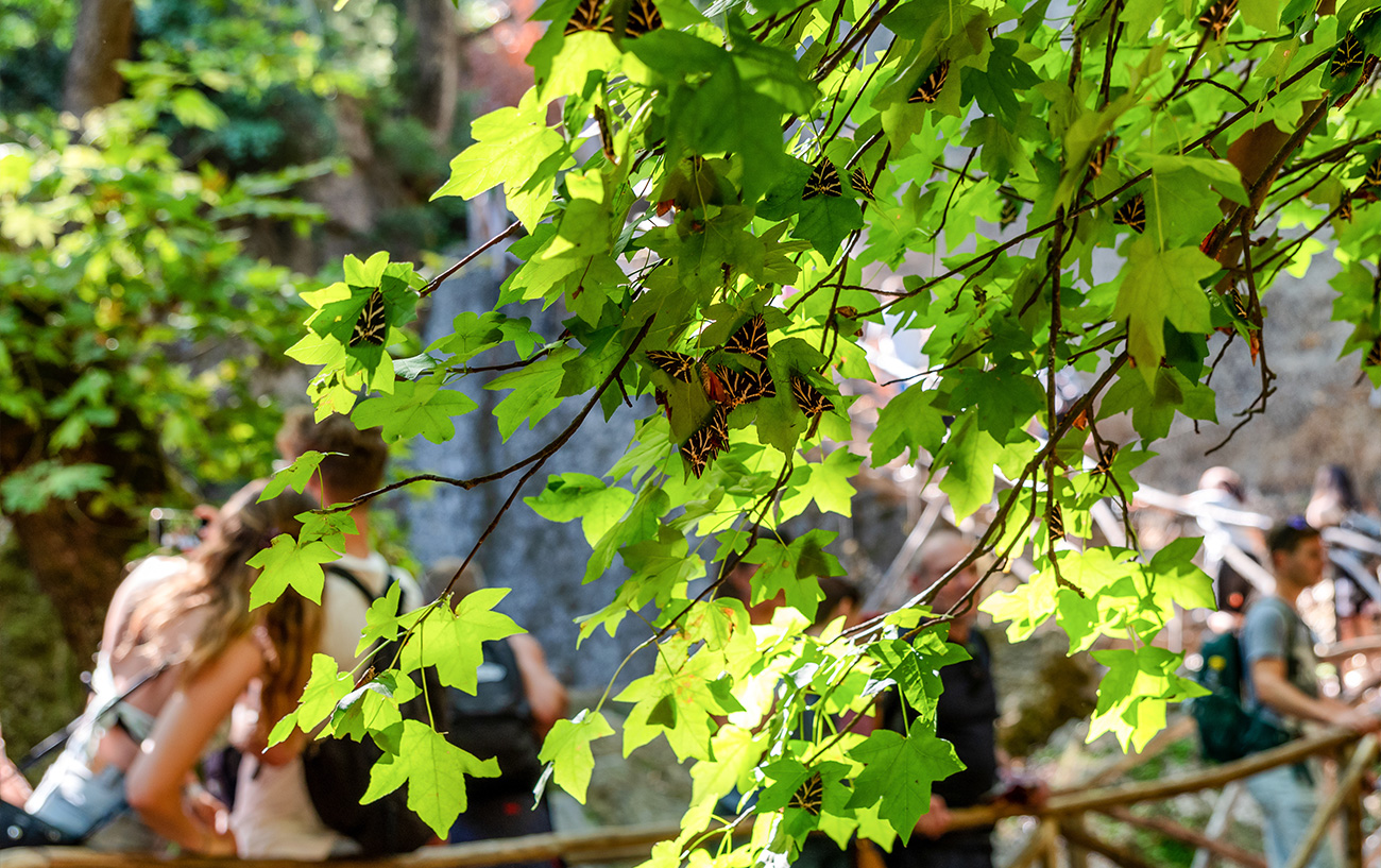 Valle delle Farfalle Rodi